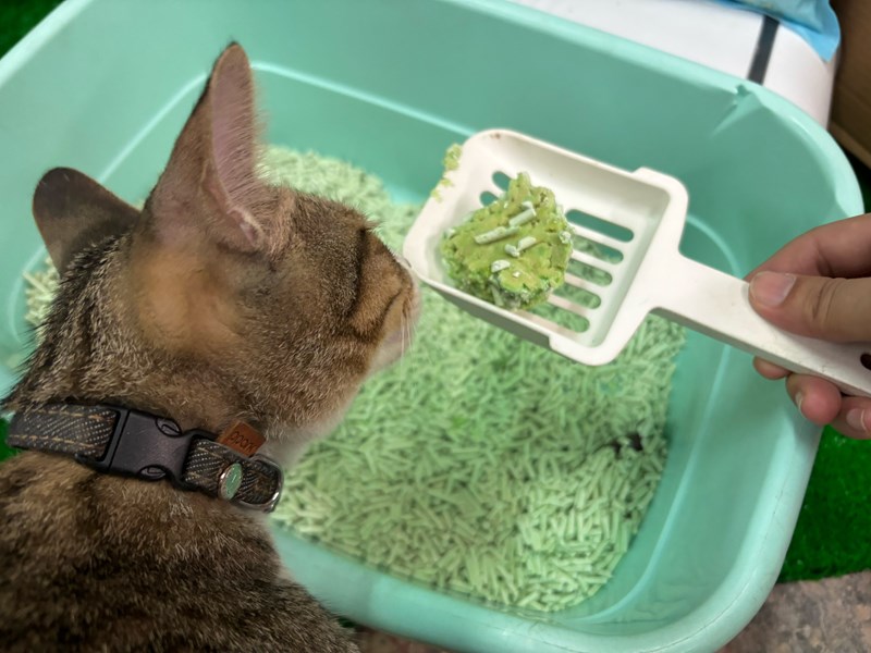 女人知己試用大隊,口碑行銷,部落客行銷,PurreLand 倍淨豆腐貓砂,好市多購買,COSTCO購買,豆腐貓砂,PurreLand倍淨,低粉塵,易清理,可沖馬桶,提供絕佳的除臭與凝結力,豆腐貓砂評價,貓砂評價,使用心得,貓砂分享,好用,原味,綠茶,豆腐砂,水量需完全覆蓋貓砂,水量需貓砂的2~3倍以上,豆腐砂評價,高CP值,划算